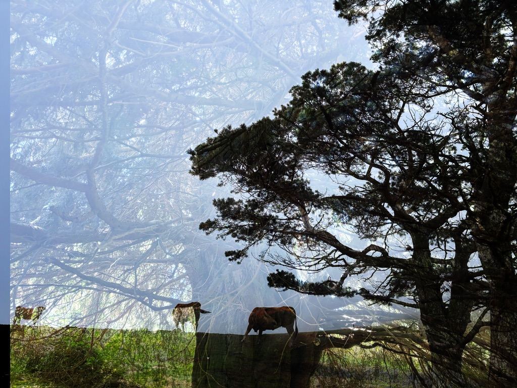 Camino Primitivo – photograph 2