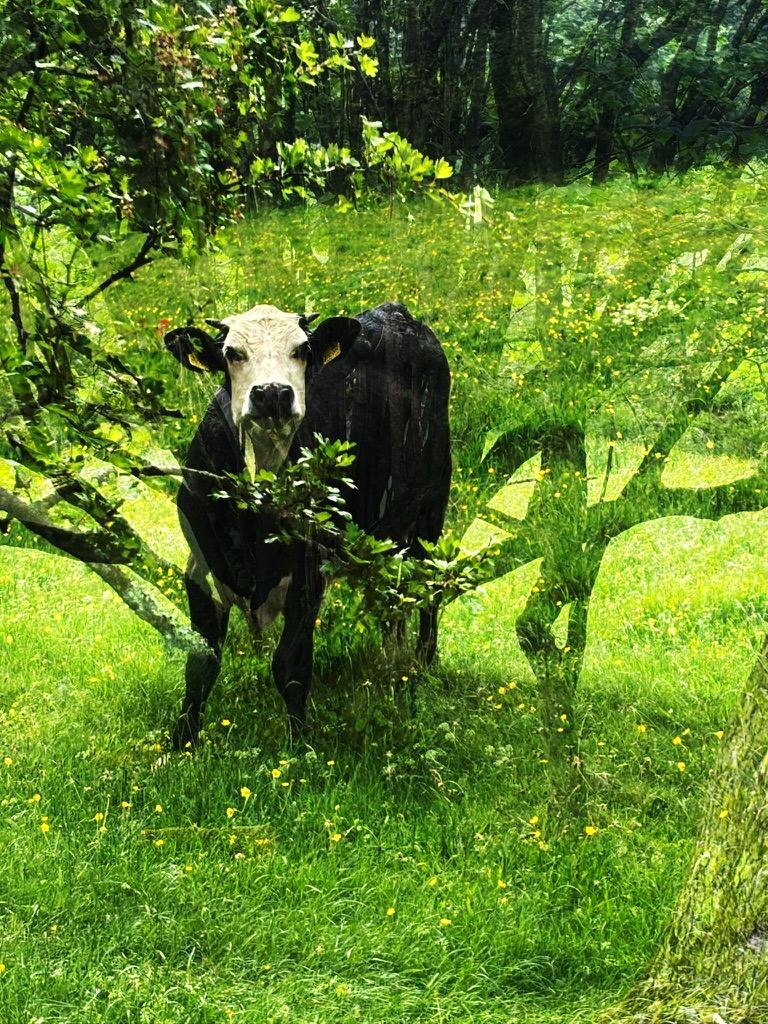 Offa’s Dyke – photograph 4